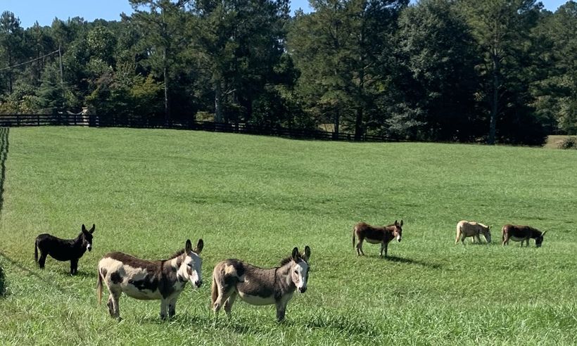 Six miniature donkeys grazing in a green Atlanta meadow, with a wooden fence and tall pines behind them